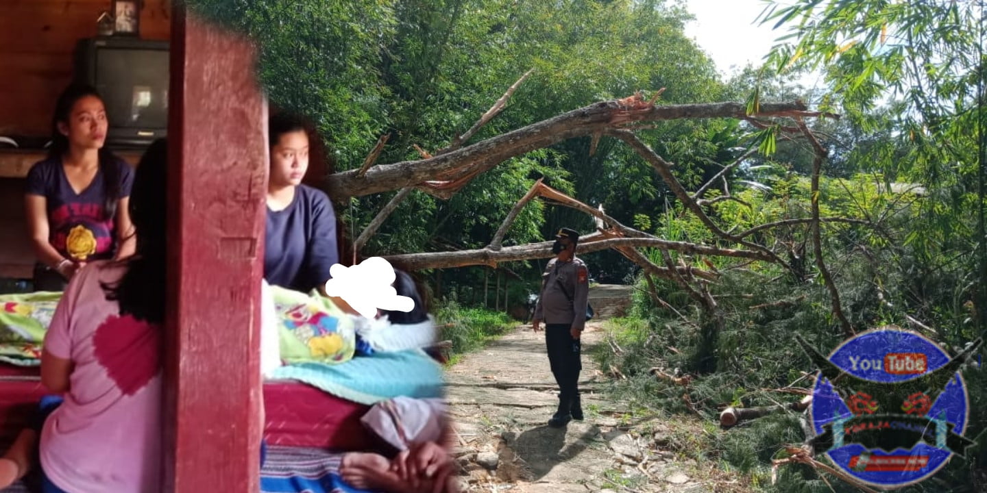 Diduga Lalai Saat Menebang Pohon Mengakibatkan Satu Warga Tondon Siba'ta Meninggal Dunia