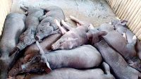 Menanggapi marakanya penyakit pada ternak babi disebabkan oleh penyakit African Swine Fever (ASF), Bupati Tana Toraja, Theofilus Allorerung keluarkan surat edaran. Kemarin, Rabu (8/2/2023)