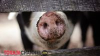 Foto hidung babi asf