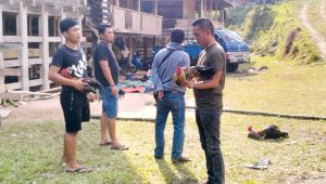 Polisi Grebek Lokasi Judi Sabung Ayam di Toraja Utara, Pelaku Kocar Kacir