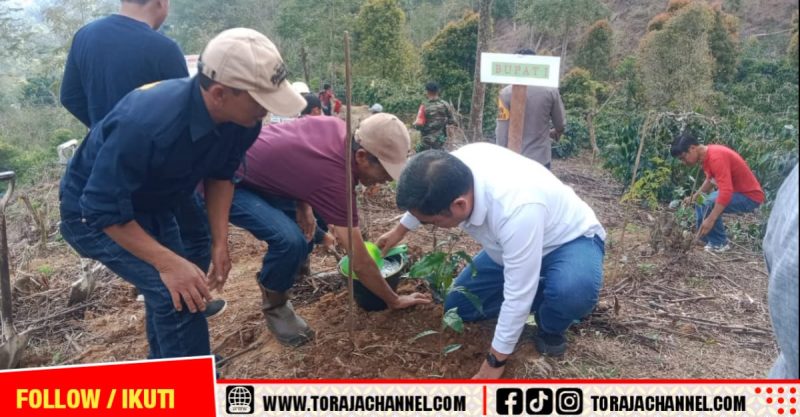 Tana Toraja Kembangkan Varietas Kopi Arabika Bersertifikat Nasional