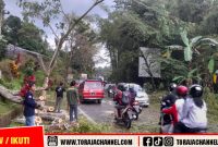 Musim Hujan, BPBD Tana Toraja Tebang Pohon Rawan Tumbang di Jalur Utama