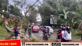 Musim Hujan, BPBD Tana Toraja Tebang Pohon Rawan Tumbang di Jalur Utama