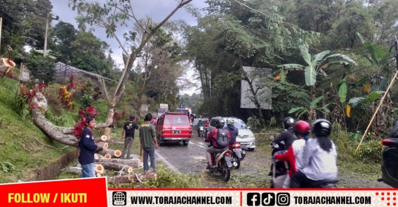 Musim Hujan, BPBD Tana Toraja Tebang Pohon Rawan Tumbang di Jalur Utama