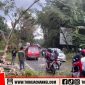 Musim Hujan, BPBD Tana Toraja Tebang Pohon Rawan Tumbang di Jalur Utama
