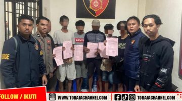 Enam Pria Diamankan Polisi saat Adu Kerbau di Tondon Langi Toraja Utara