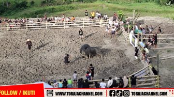 Tim Resmob Polres Toraja Utara Kembali Amankan Empat Terduga Pelaku Judi Adu Kerbau